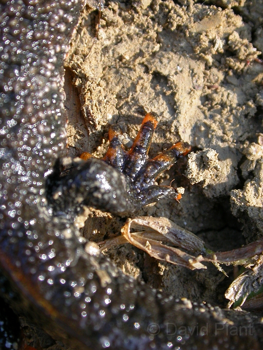 Great crested newt foot - B.jpg - Great crested newt foot - South Gloucestershire